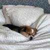Bedding>Djerf Avenue Pillow Case Lilac Dreams